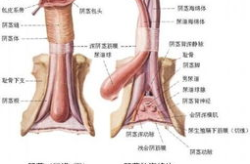 能量私密导师男性私密生殖调理,揭秘私密生殖调理之道