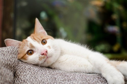 猫咪合拍小姐姐,猫咪与小姐姐的甜蜜合拍瞬间